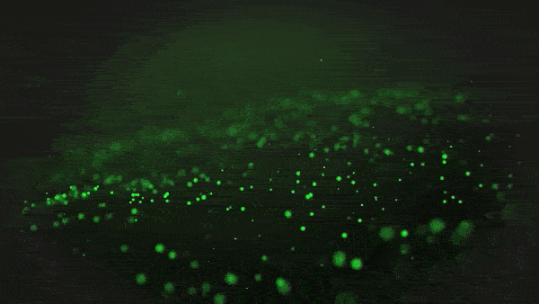 Зелёные частицы с эффектом боке