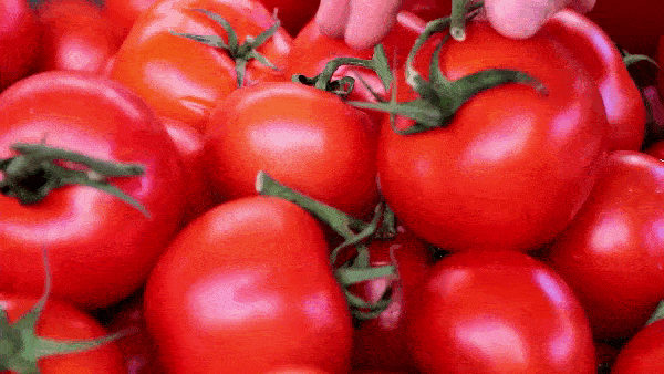 Красные помидоры