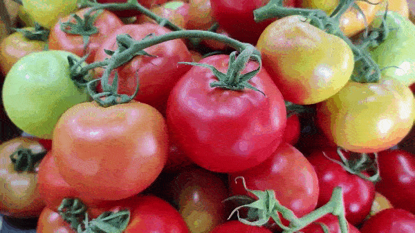 футаж помидоры на ветке