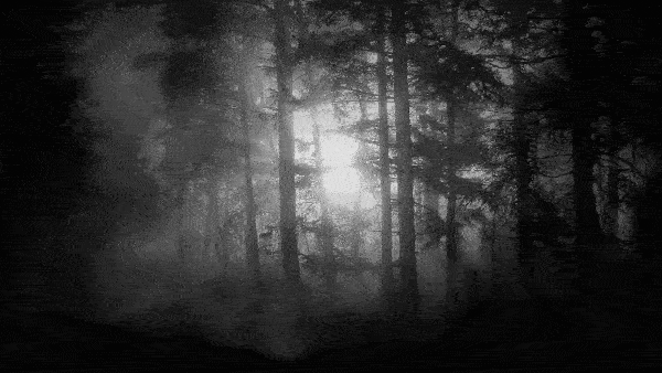 Тень в лесу