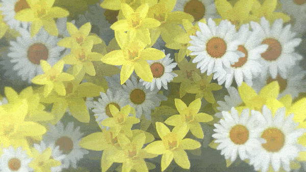 Нарциссы и маргаритки