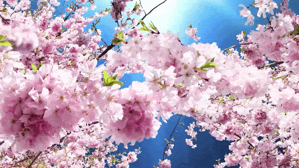 Ветки вишни