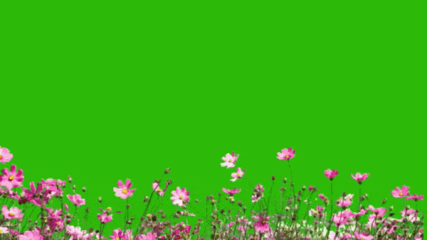 Полевые цветы