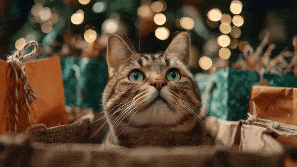 Любопытный кот