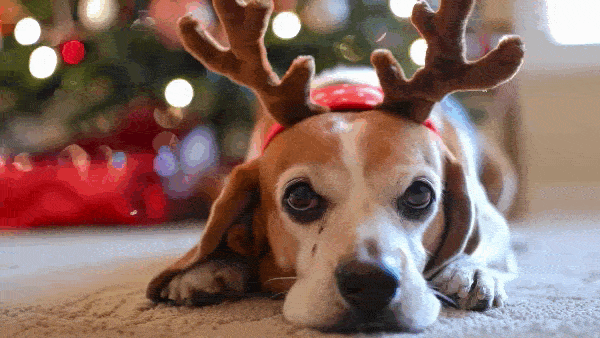 Праздничный пёс